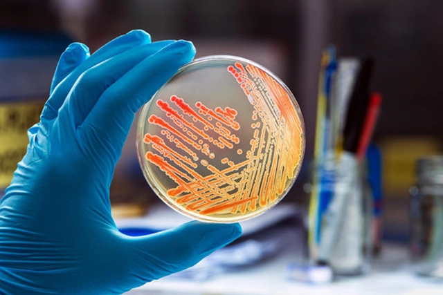 Division of Microbiology